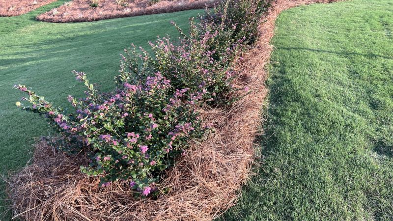 Quality Pine Straw Supplies