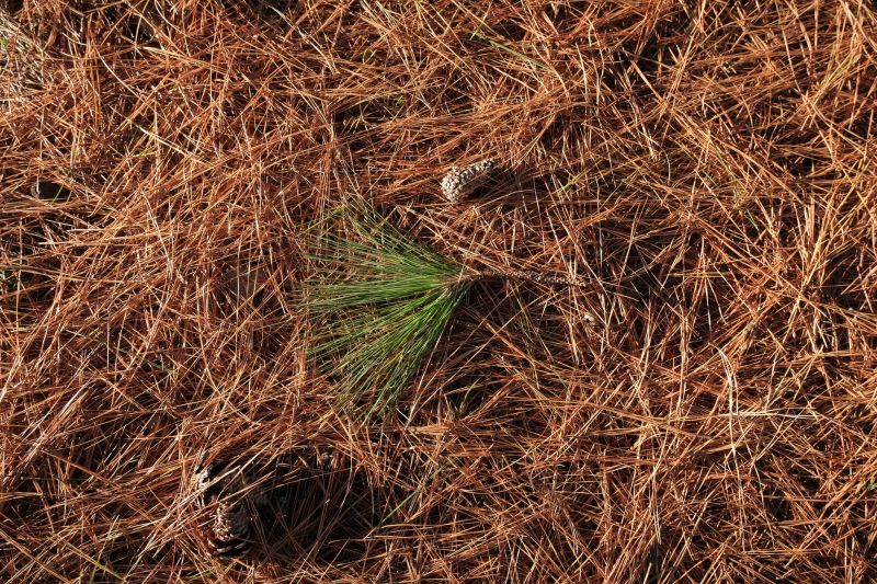 Get Professional Pine Straw Installation To Enhance Aesthetic Appeal!