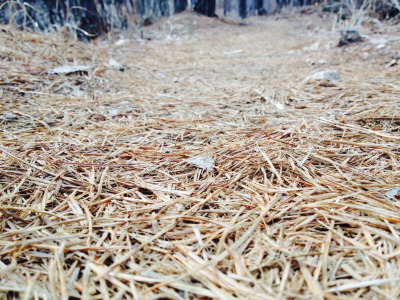Get Pine Straw Installation Schedule Service Today